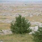 Juniperus scopulorum Yeri