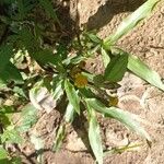 Acmella caulirhiza Flower