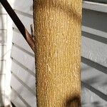 Fraxinus americana 树皮