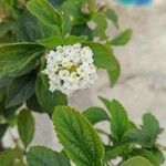 Lantana canescensΦύλλο