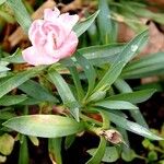 Dianthus caryophyllus Foglia