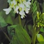Astragalus frigidus ফুল