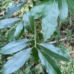 Ocotea acutifolia Hoja