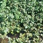 Nasturtium officinale Alkat (teljes növény)