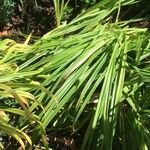 Hemerocallis middendorffii 葉