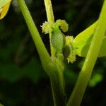 Juglans regia Flower