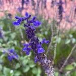 Salvia farinaceaLorea