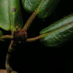 Rhododendron campylocarpum ശീലം