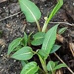 Bistorta amplexicaulis Habitus