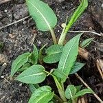 Bistorta amplexicaulis Habit