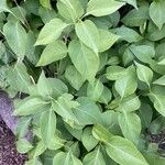 Syringa vulgaris 葉