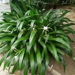 Hymenocallis littoralis Habit