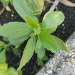 Stevia rebaudiana Foglia