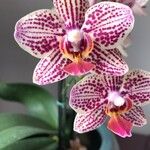 Phalaenopsis spp.Flower