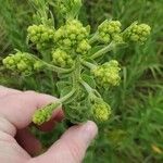 Solidago rigida Folla