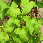 Maurandya barclayana Hoja