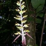 Aechmea angustifolia Іншае