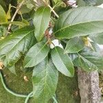 Hydrangea seemannii Blad