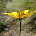 Bidens andicola फूल