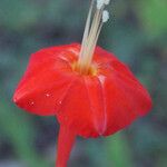 Piper borbonense Flower