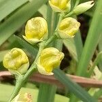 Gladiolus dalenii Fruct