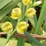 Gladiolus dalenii फल