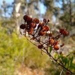 Bursaria spinosa Frukt