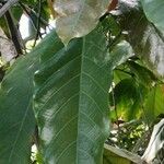 Treculia africana Folha