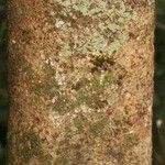 Parkia reticulata Bark