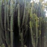 Euphorbia trigona Corteza