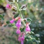 Teucrium marum Flower