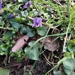 Viola odorata Flower