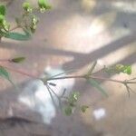 Chamaesyce hyssopifolia Лист