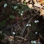 Cardamine plumieri 花