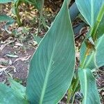 Canna glauca Leaf