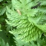 Tanacetum macrophyllum Листок