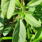 Barleria eranthemoides Hoja