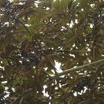 Pachylobus pubescens Frukto
