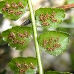 Asplenium viride Blüte