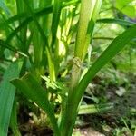 Scirpus atrovirens Žievė