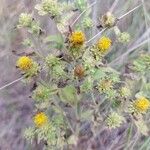 Inula conyza Fula