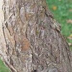 Halimodendron halodendron Corteza