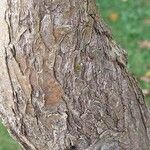 Caragana halodendron Bark