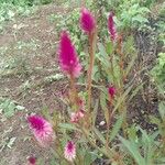 Celosia argenteaFlower