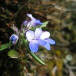 Collinsia parviflora Квітка