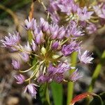 Allium anceps Lorea