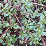 Portulaca oleracea 形態