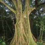 Ficus obtusifolia Hábito