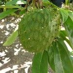 Annona muricata Φρούτο