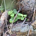 Soldanella villosa Leaf